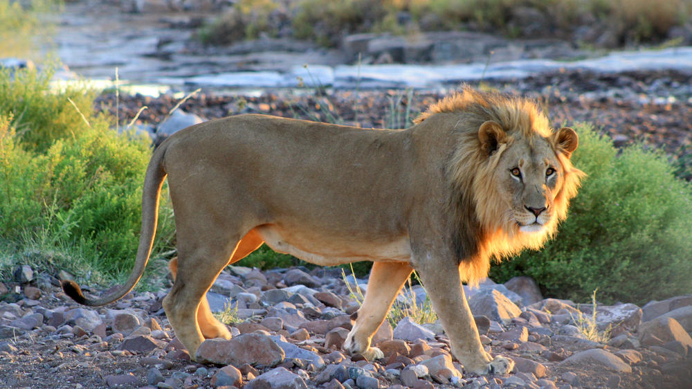Etendeka Mountain Camp